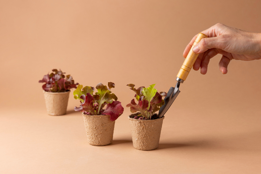 איך להחיות עציץ