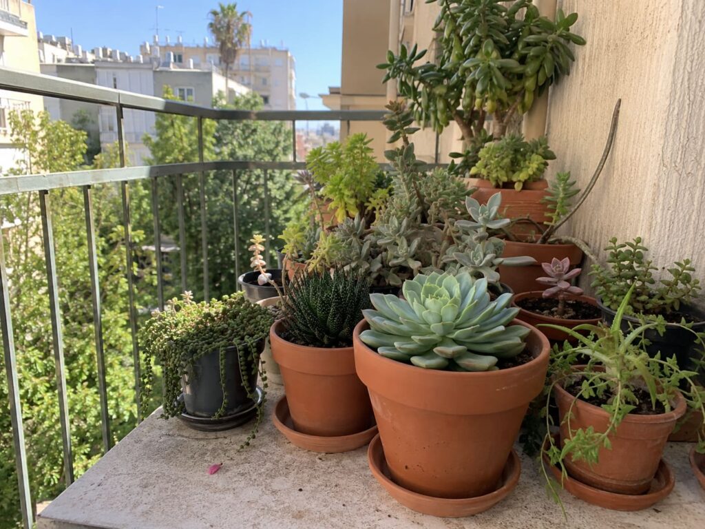 גידול-סוקולנטים