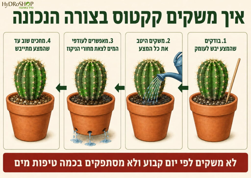 איך-משקים-קקטוס-בצורה-הנכונה