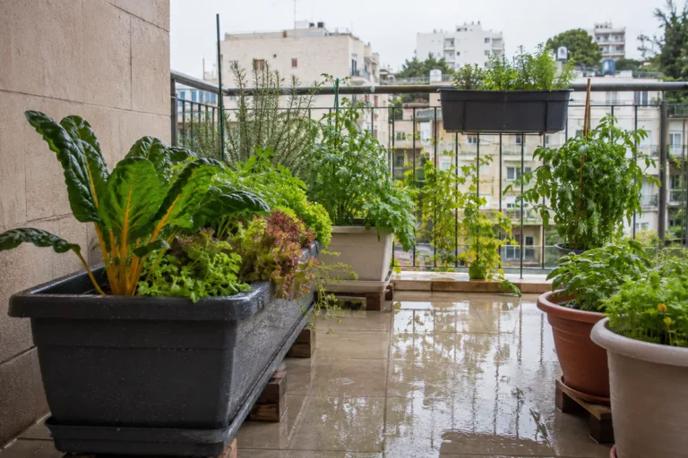 עציצי ירק ותבלין במרפסת רטובה לאחר גשם בחורף